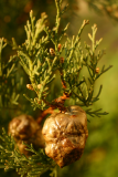 Cupressus sempervirens RCP3-06 066.jpg